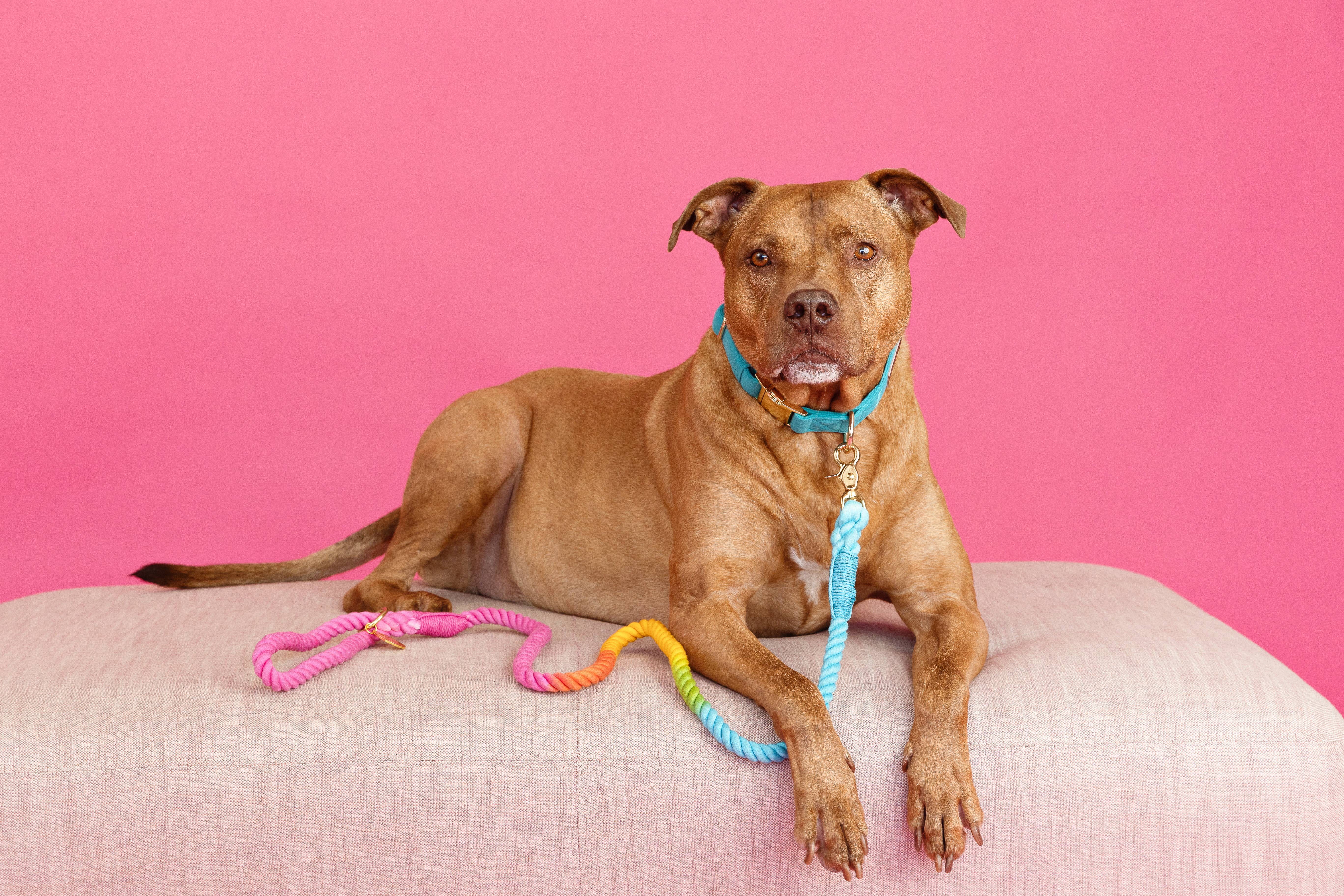 Pink Papyrus | Premium, Durable, & Stylish Dog Products - Wholesale Pet Collar - Dog - Hayden Dog Collar | Teal Dog Collar | Dog Collar7