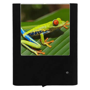 Red Eyed Tree Frog for wholesale by Nightlight Studio