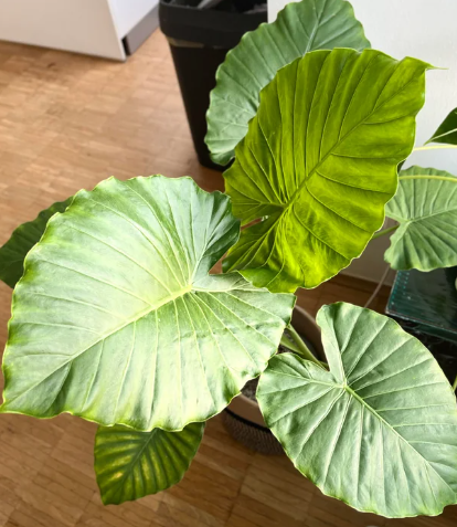 Dick's Sticks and Exotics - Wholesale Live Plant - Alocasia 6 plant variety. No pots.4