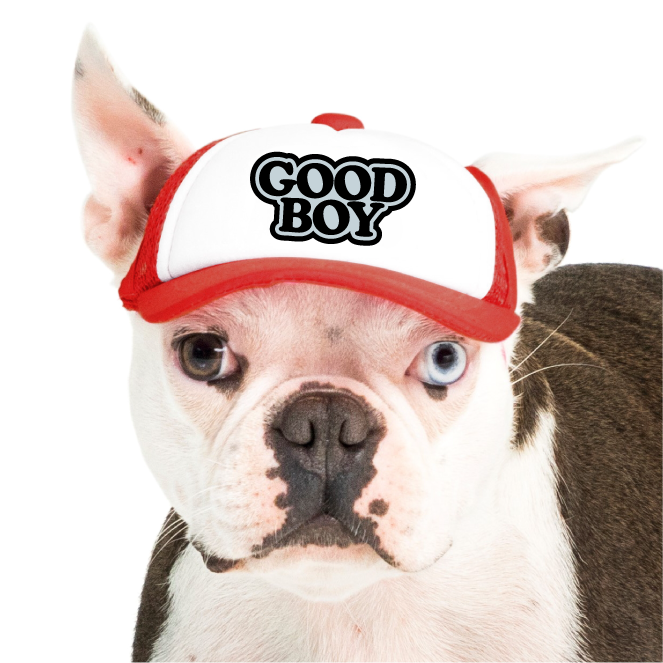 PupLid - Wholesale Pet Hat - Dog - Good Boy | Trucker Hat for Dogs6
