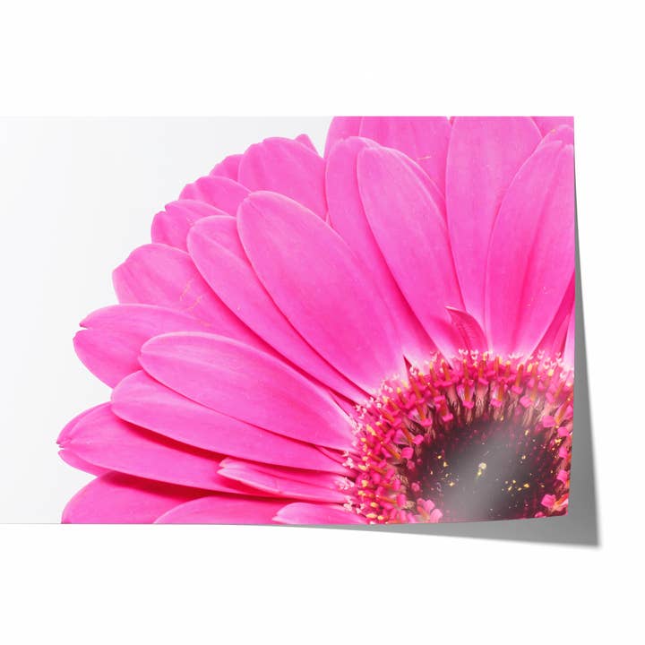 Fleur de Marguerite Rose IV | Tirage Photographique d'Art pour la vente par Natasha Riha Photography