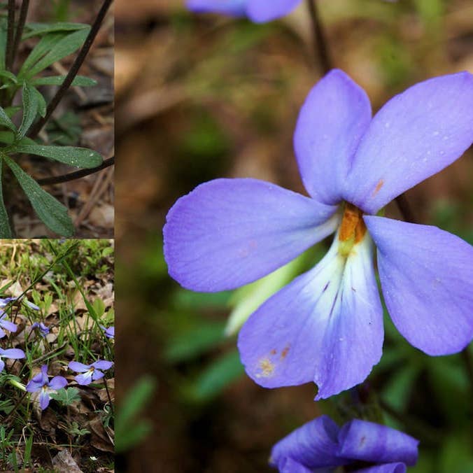 GardenPerspective - Vendita all'ingrosso Piante vive - 5 Bird's Foot Violet - Viola Pedata perenne a radice nuda 4