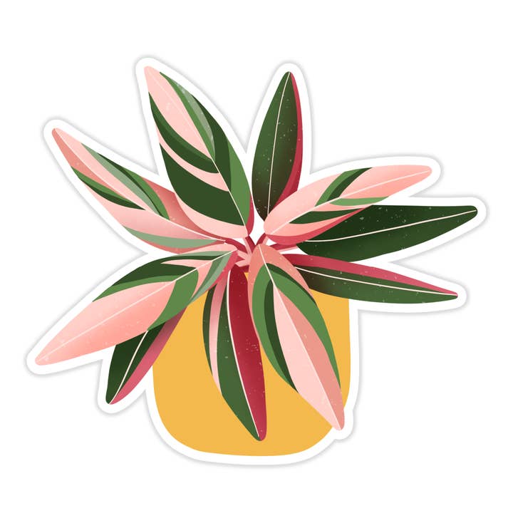 Stromanthe Triostar Plant Sticker for wholesale by Tiny Plant Market