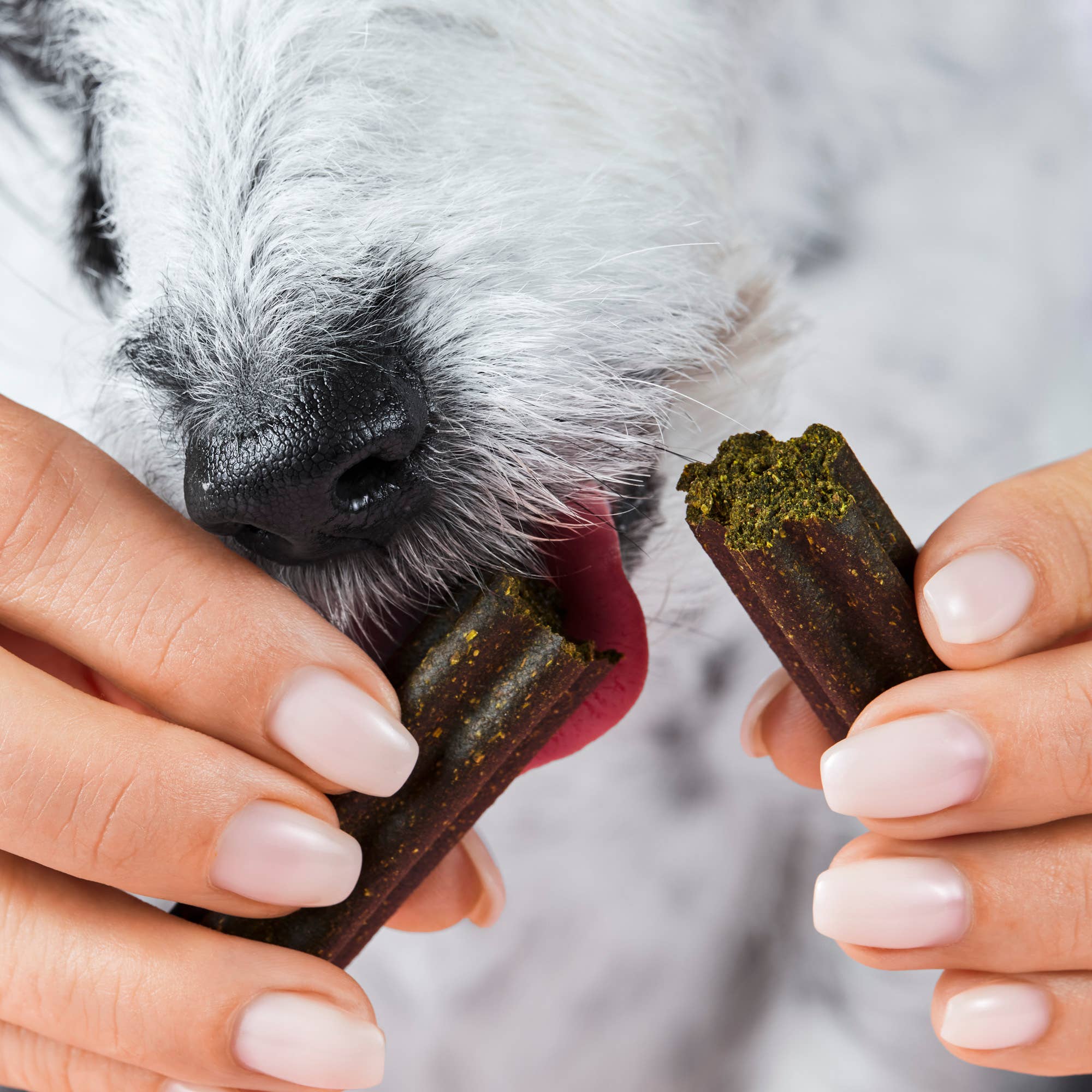 Animagus GmbH - Wholesale Pet Treats - Dog - Tooth Fairy Sticks - supplement snack for dogs5