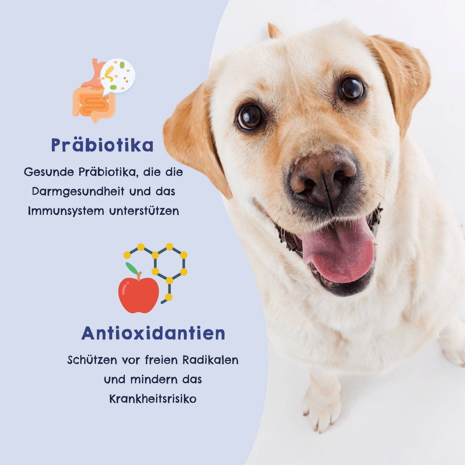 HAPPY JACKY - Wholesale Pet Food - Dog - HAPPY JACKY | sensitive premium dry food for small dogs | gluten-free | without preservatives | sugar-free | specially developed for small dogs2