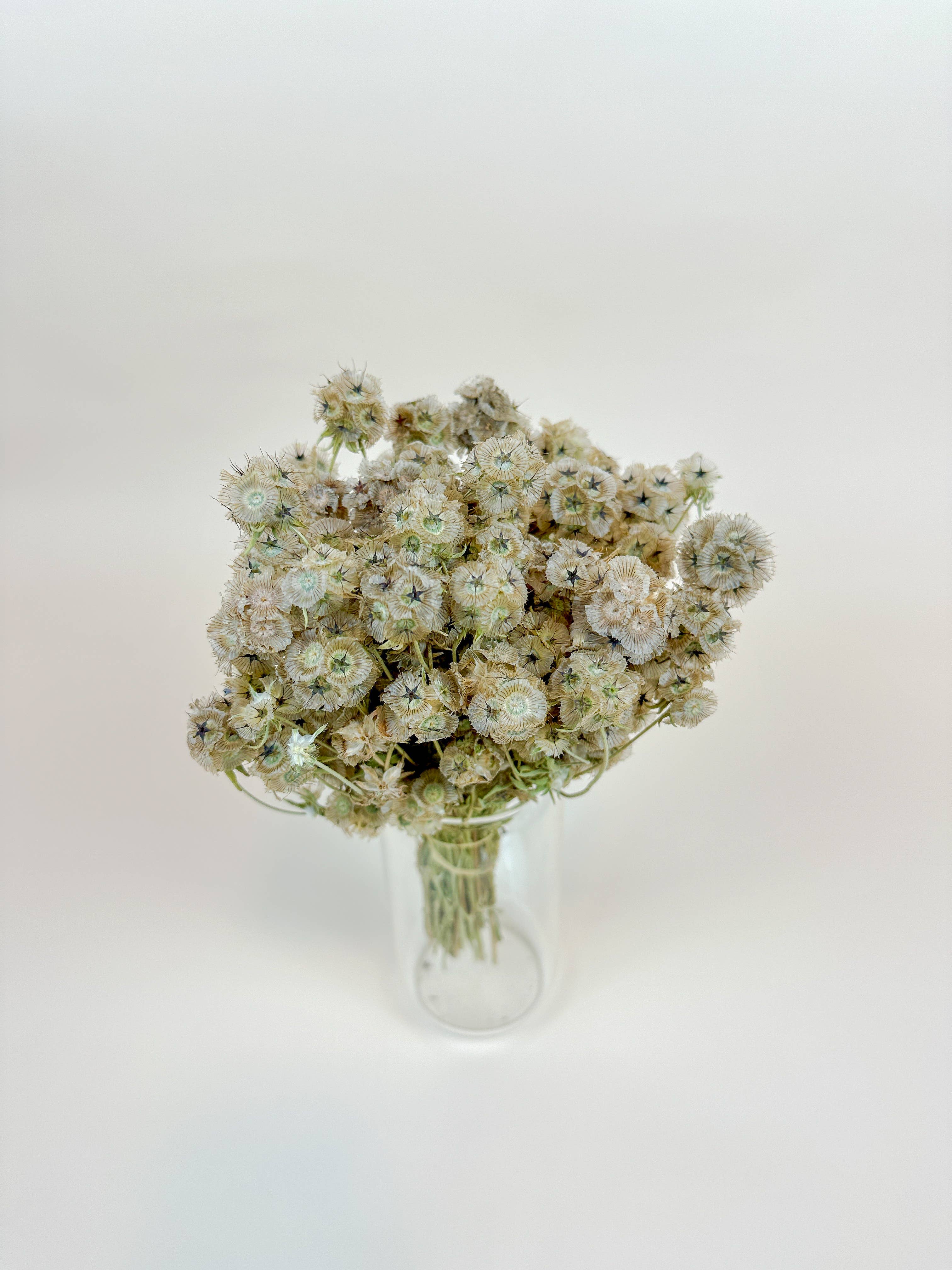 Lovejoy Farms Premium Dried Flowers – Flores secas/prensadas por atacado – Vagens de Escabiosa – Naturalmente Secas ao Ar3