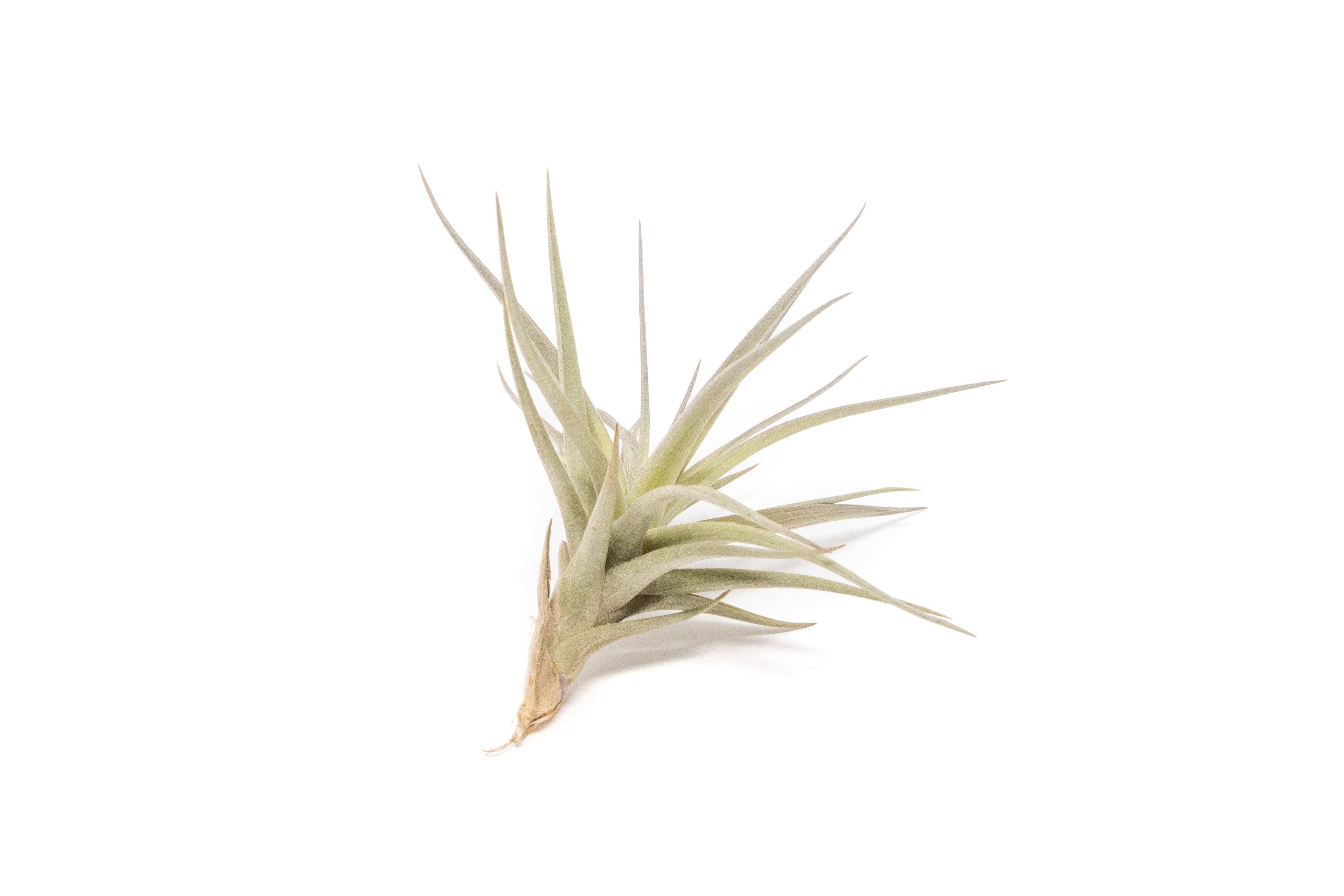 Air Plant Shop - Wholesale Live Plant - The Inca Collection of Tillandsia Air Plants3