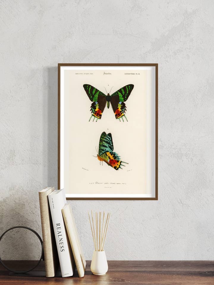 Groene vlinderillustratie. Wanddecoratie A4, A3 en A2. Vintage kunstdruk van het museum. Vintage opdruk. Natuurprint, wilde dieren, kunst aan de muur, botanische kunst, voor wholesale door Gabrielle Dalsan