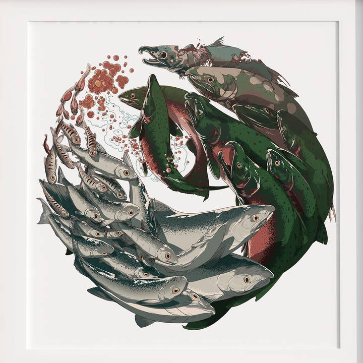 Life Cycle - Coho Salmon Art Print for wholesale by Amanda Key Design
