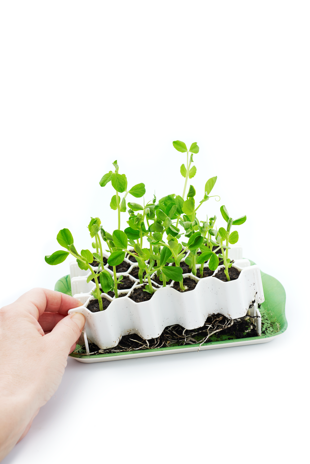 Garden Works - Venta al por mayor Herramientas de jardín - SproutJoy por Garden Works5