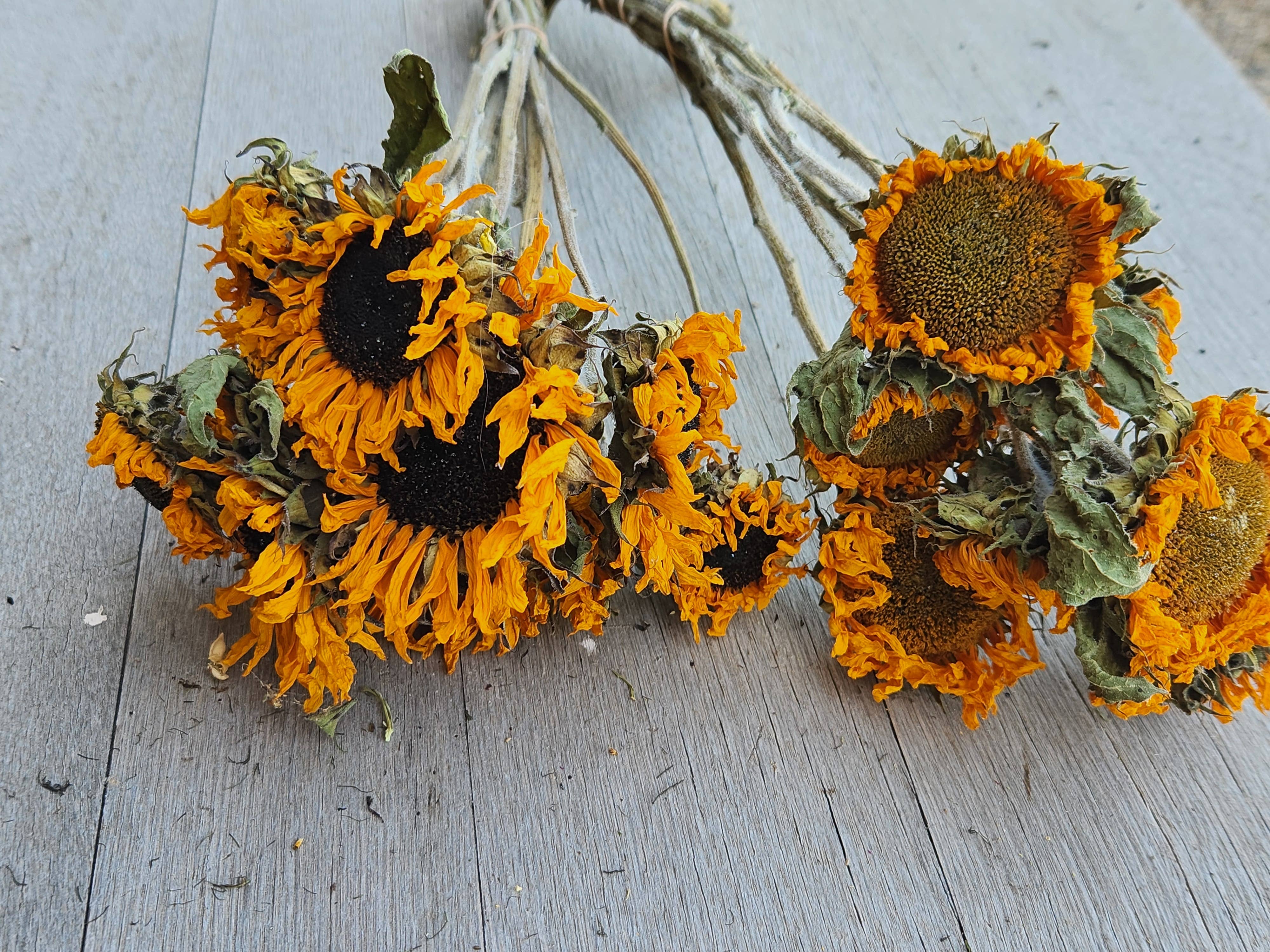 Alissas Flower Farm - Wholesale Dried/Pressed Flowers - Dried Sunflowers0