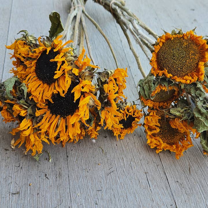 Alissas Flower Farm - Wholesale Dried/Pressed Flowers - Dried Sunflowers