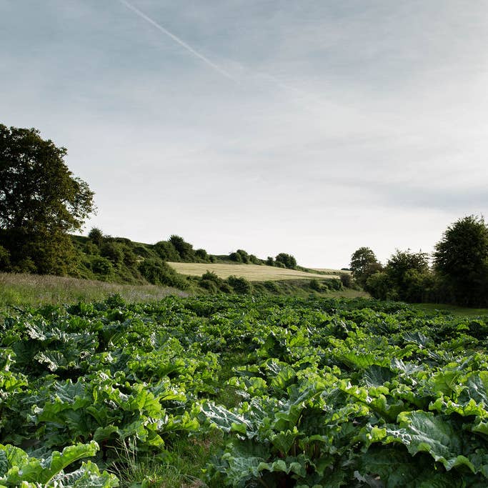 COUR RHEOUM - Wholesale Non-Alcoholic Aperitif/Mocktail - Rhubarb fervor2