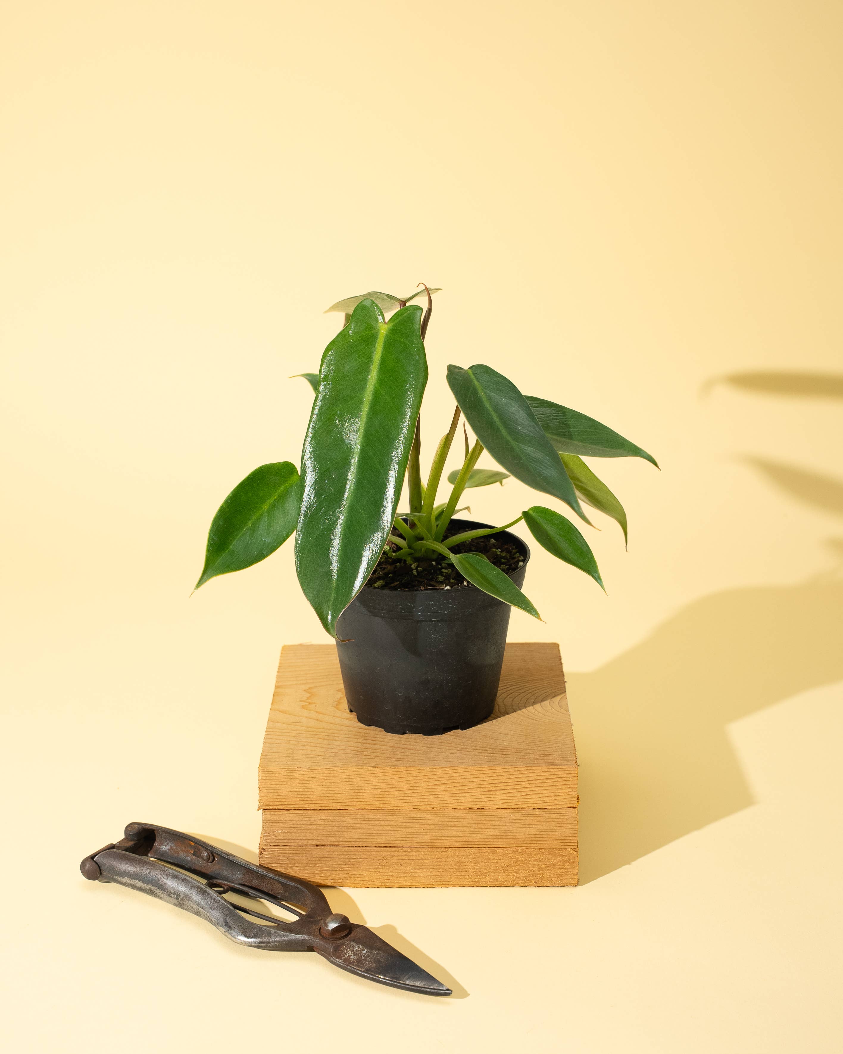 BWH Plant Co - Wholesale Live Plant - 4" Philodendron 'Spiritus Sancti'1