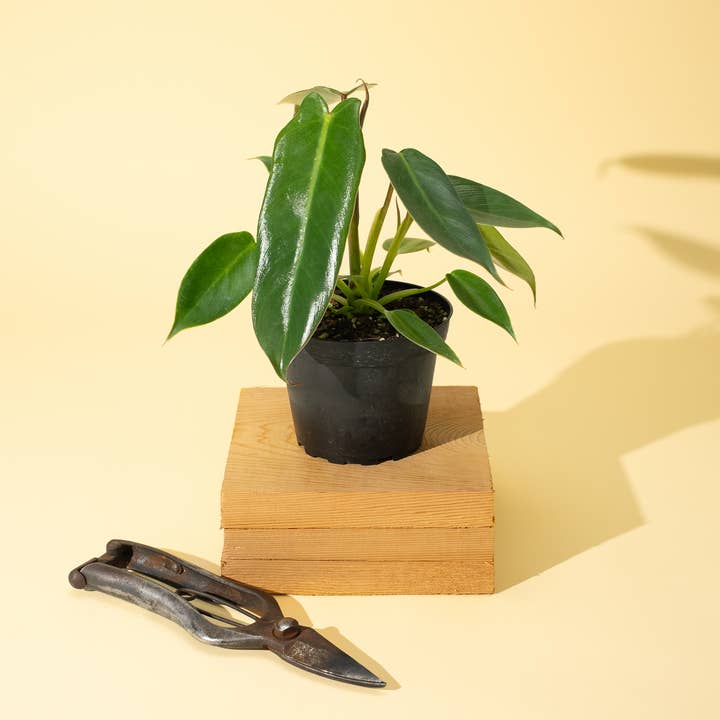 BWH Plant Co - Wholesale Live Plant - 4" Philodendron 'Spiritus Sancti'1