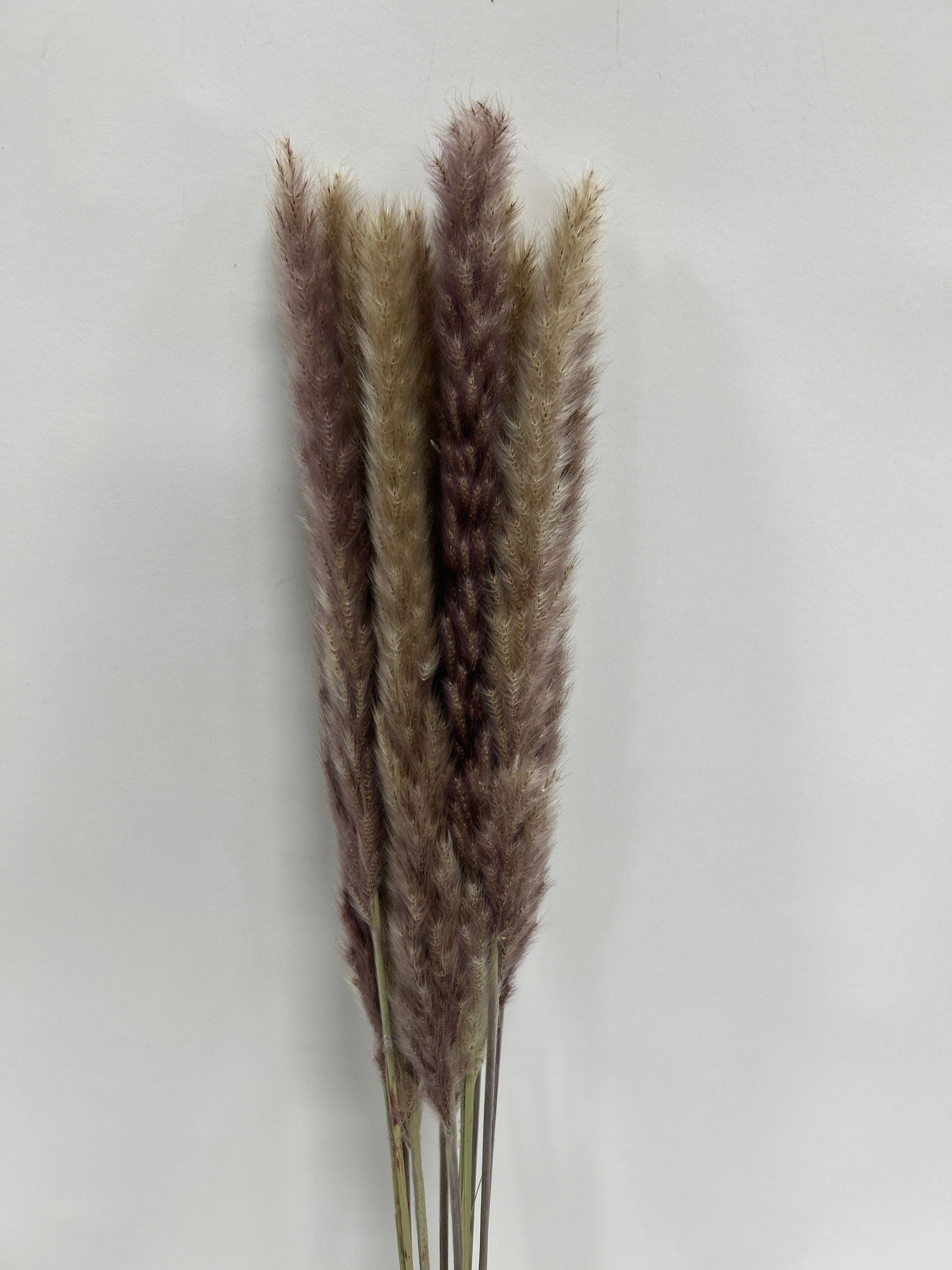 GS Foliage - Wholesale Dried/Pressed Flowers - Dried Pampas Grass – Natural or White - 15pc Bunch0