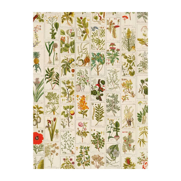 Plantas Medicinais cartaz-envolvente por atacado de The Pattern Book