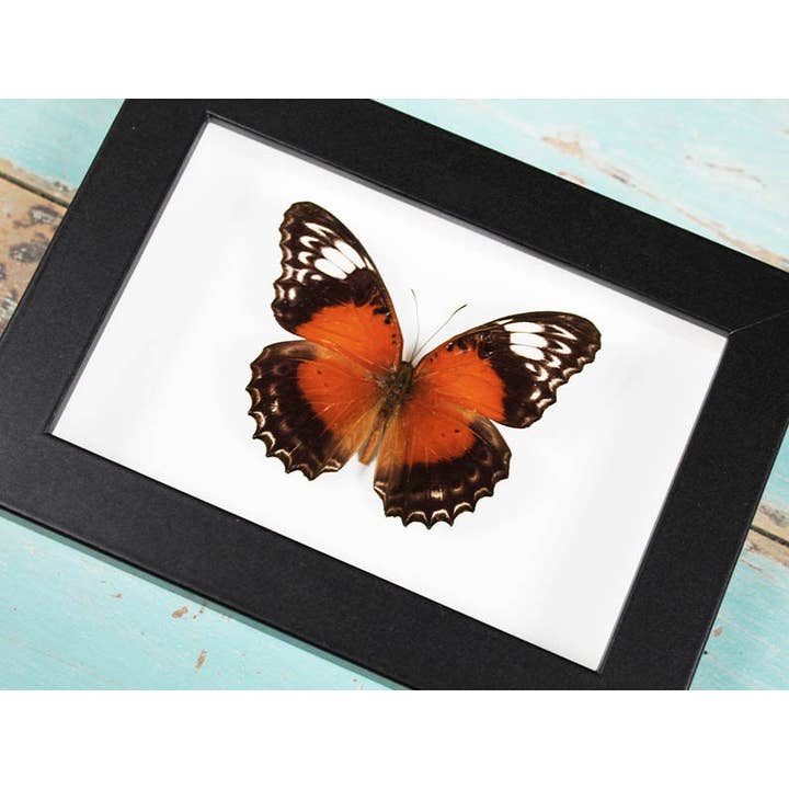 Gaasvlinder in een frame voor wholesale door Newman Art Designs