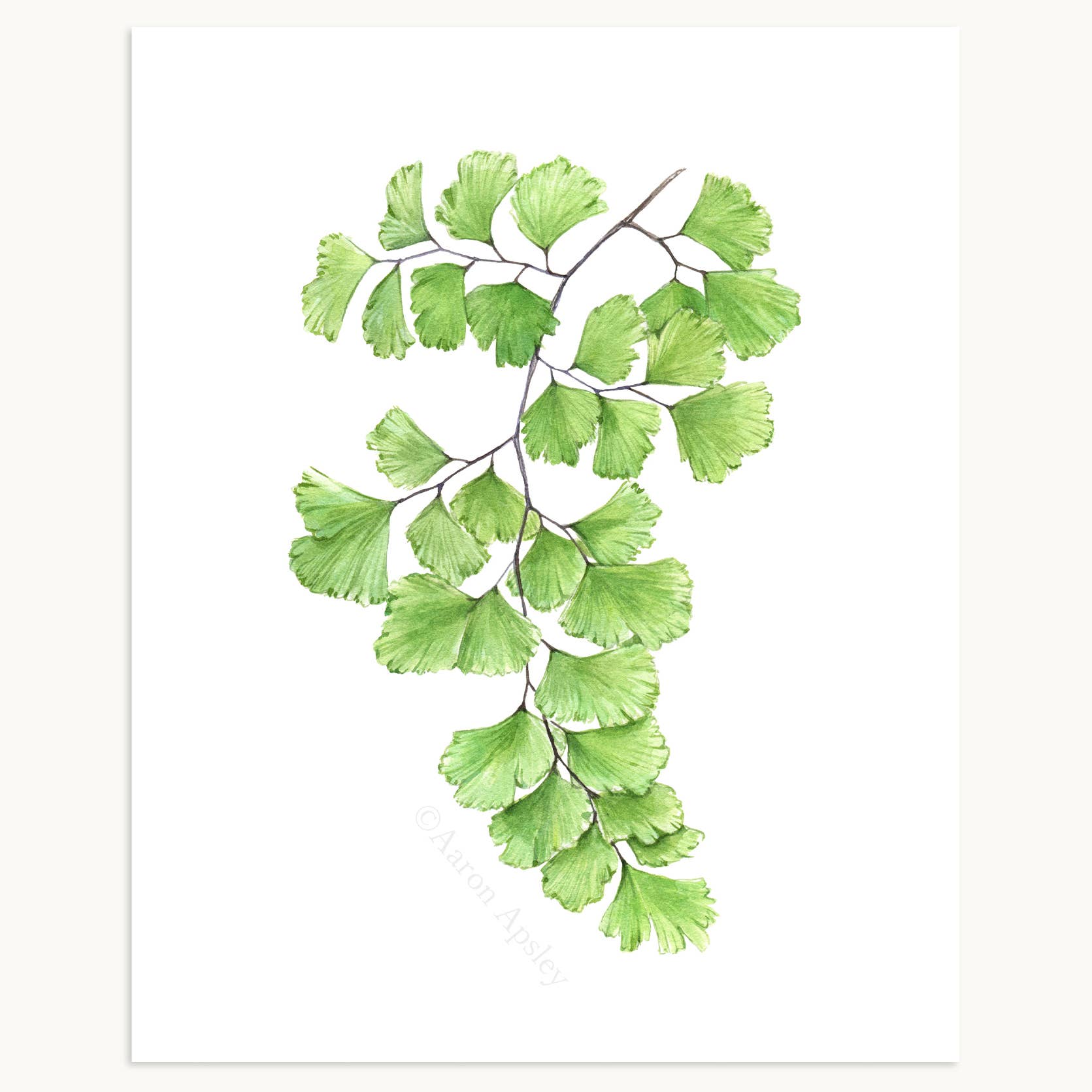 Aaron Apsley Artwork - Wholesale Art Print - Tropical Leaf Print - 8"x10"19
