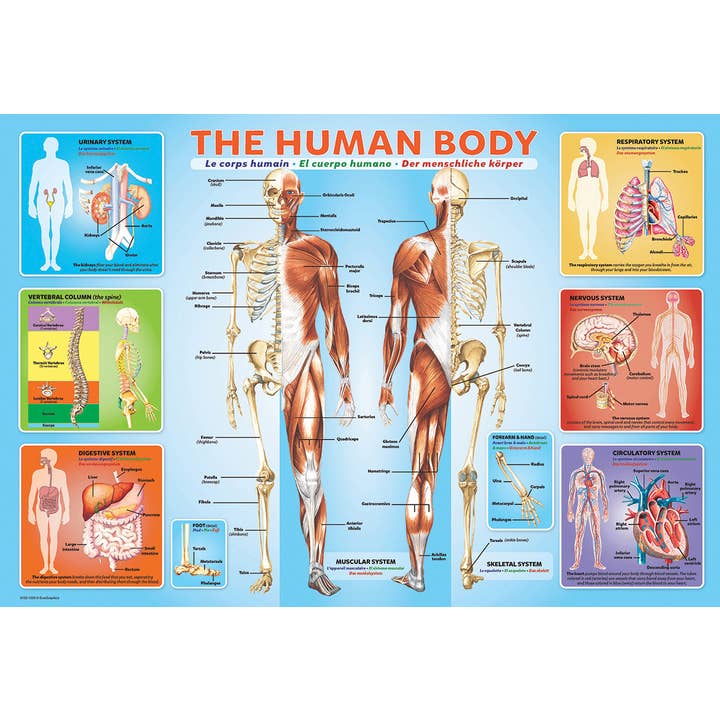 Eurographics Puzzles USA - Wholesale Puzzle - Kids - The Human Body2
