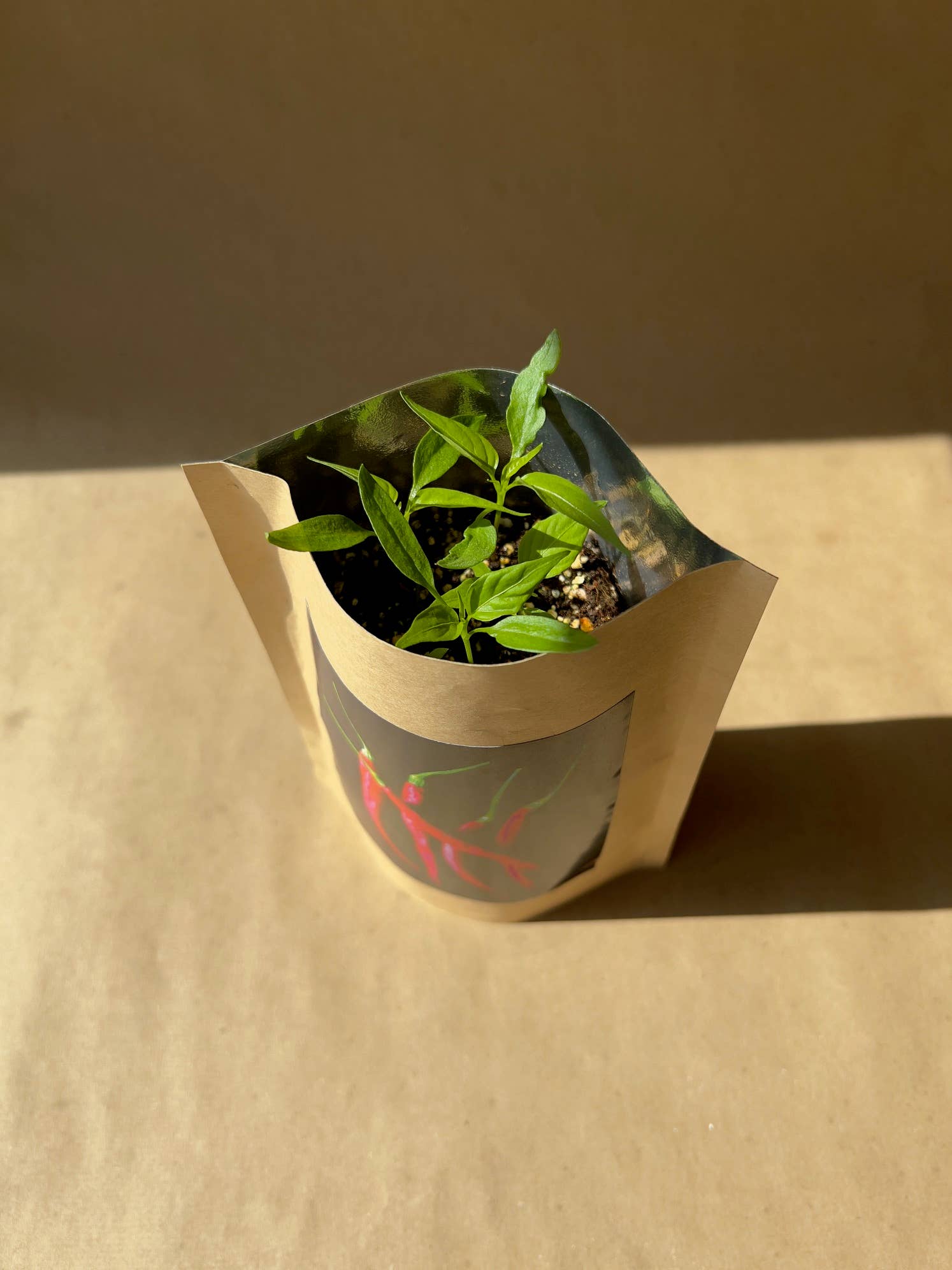 Potting Shed Creations, Ltd. - Wholesale Plant Seeds - Seed Start | Hot Peppers | Spring Kitchen Garden Gift2