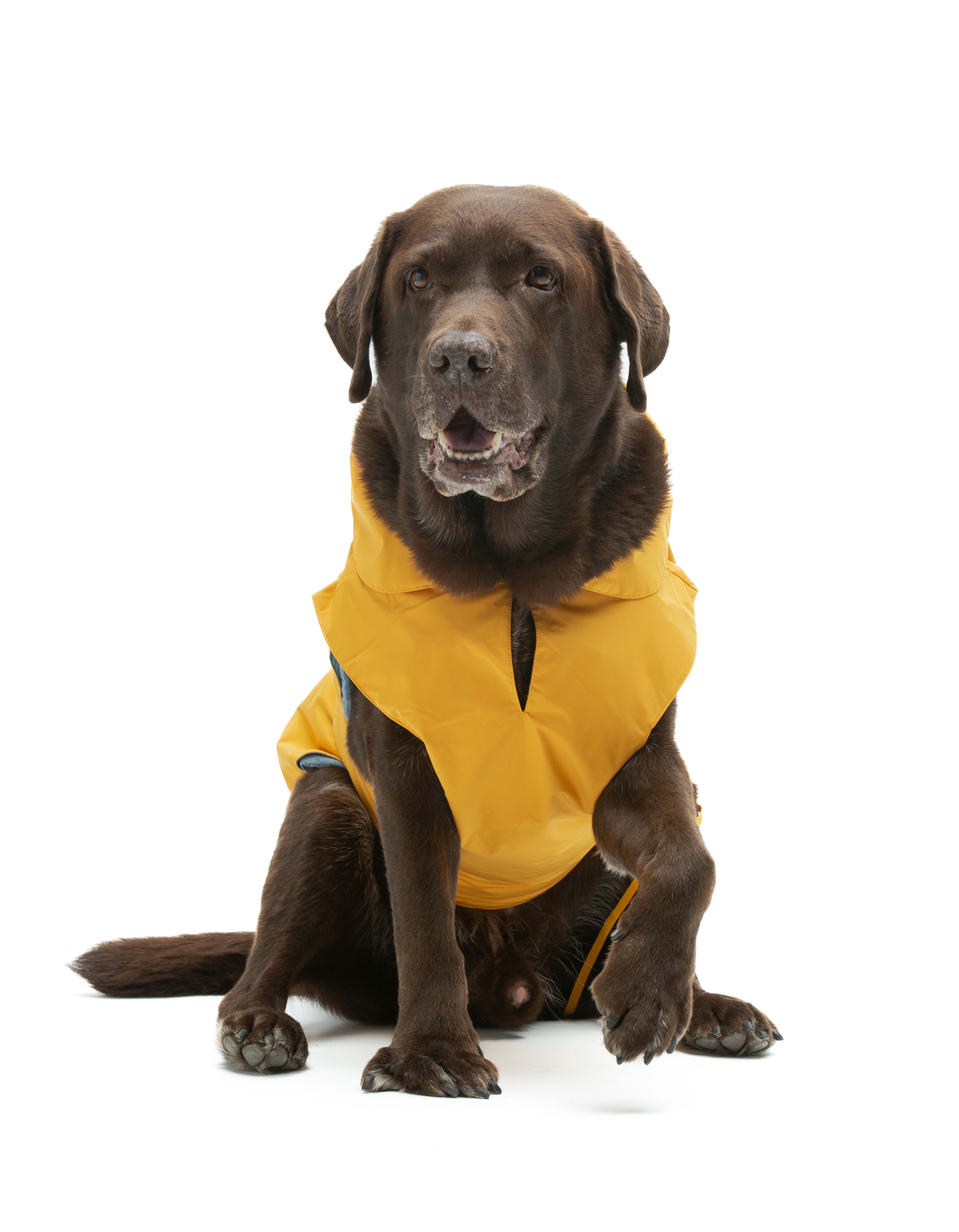 United Pets - Wholesale Pet Raincoat - Dog - Save the Duck x United Pets Yellow Dog Coat5