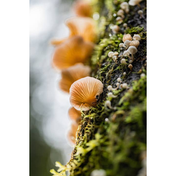 Photography Print "Cascading Mushrooms" • Fungi, PNW, Forest for wholesale by Andrea Morris Photography