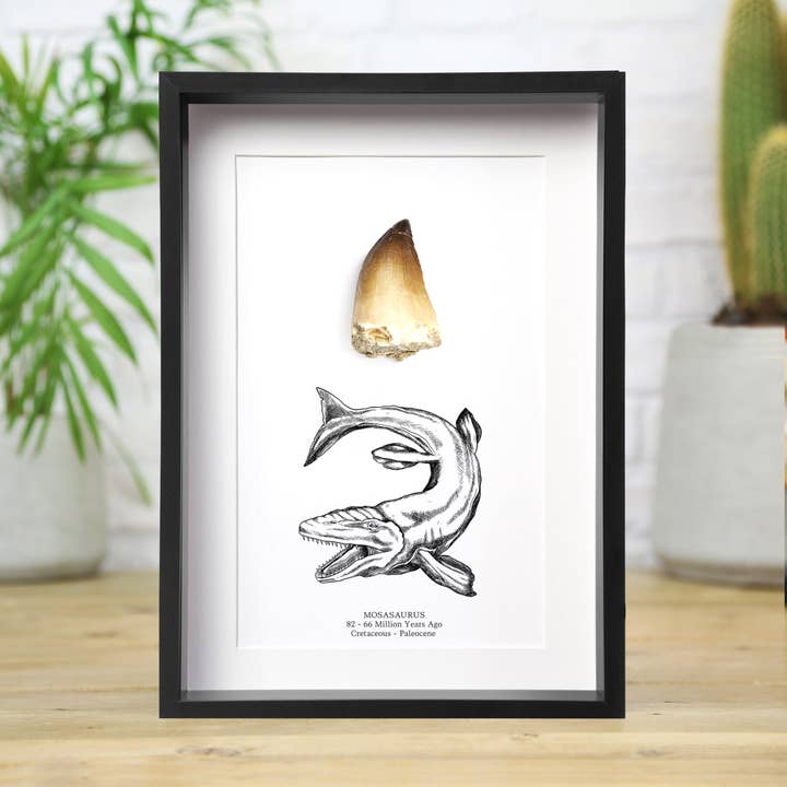 Marco para caja de fósiles con diseño de dientes de mosasaurio, diseño de dinosaurio, tamaño XL para venta al por mayor de Curated Studio