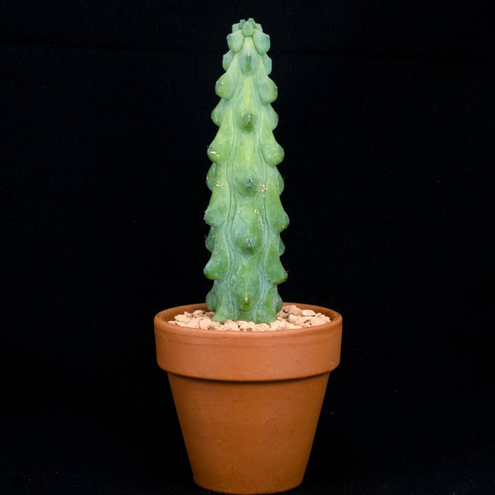 Tula House - Wholesale Live Plant - Myrtillocactus geometrizans 'Fukurokuryuzinboku'
