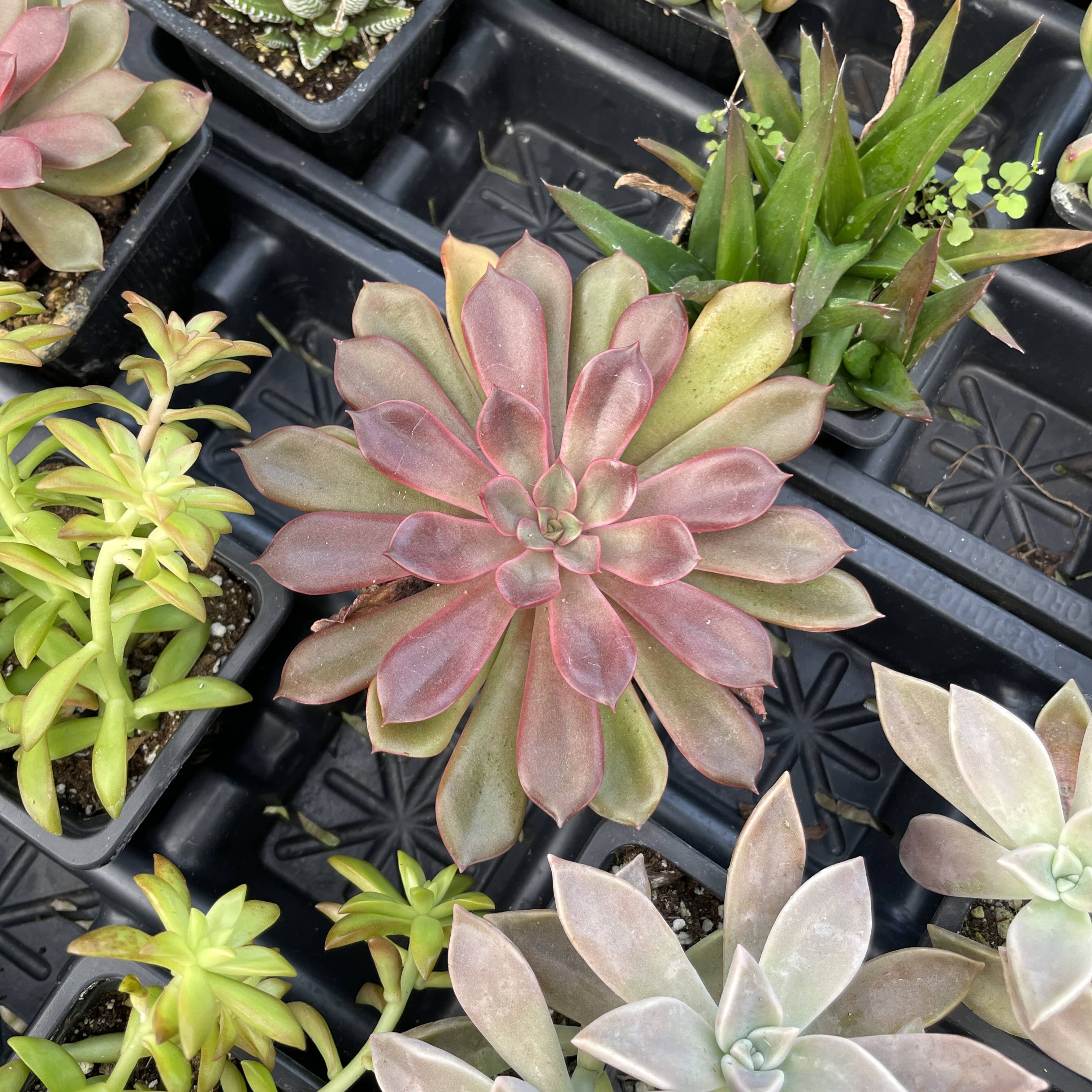 Thorsen's Greenhouse - Vente Plante - Plante Grasse Variée - Plante Vivante9