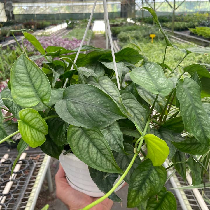 Philodendron 'Siltepecana' - 8" Pot for wholesale by House Plant Wholesale