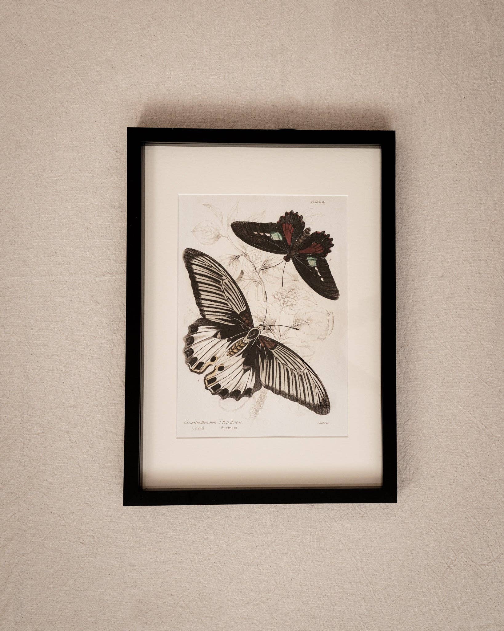 Coultura - Wholesale Gallery Wall Set - Framed Gallery Wall Set – Vintage Butterfly Botanical Art Prints (Set of 6, Black Noir Frame)4