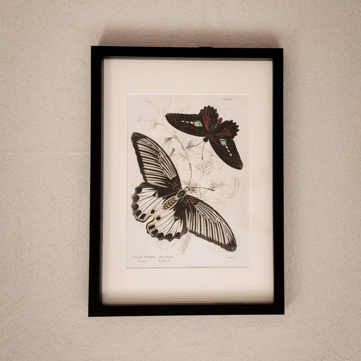 Coultura - Wholesale Gallery Wall Set - Framed Gallery Wall Set – Vintage Butterfly Botanical Art Prints (Set of 6, Black Noir Frame)4