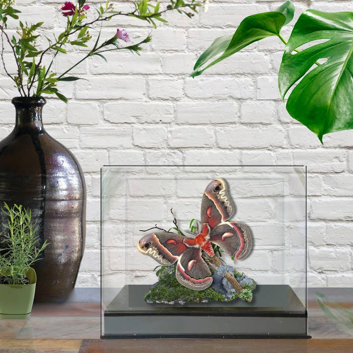 Instar Innovations - Wholesale Decorative Tabletop Object - Real Cecropia Moth Diorama - 6x8x6 in  Â