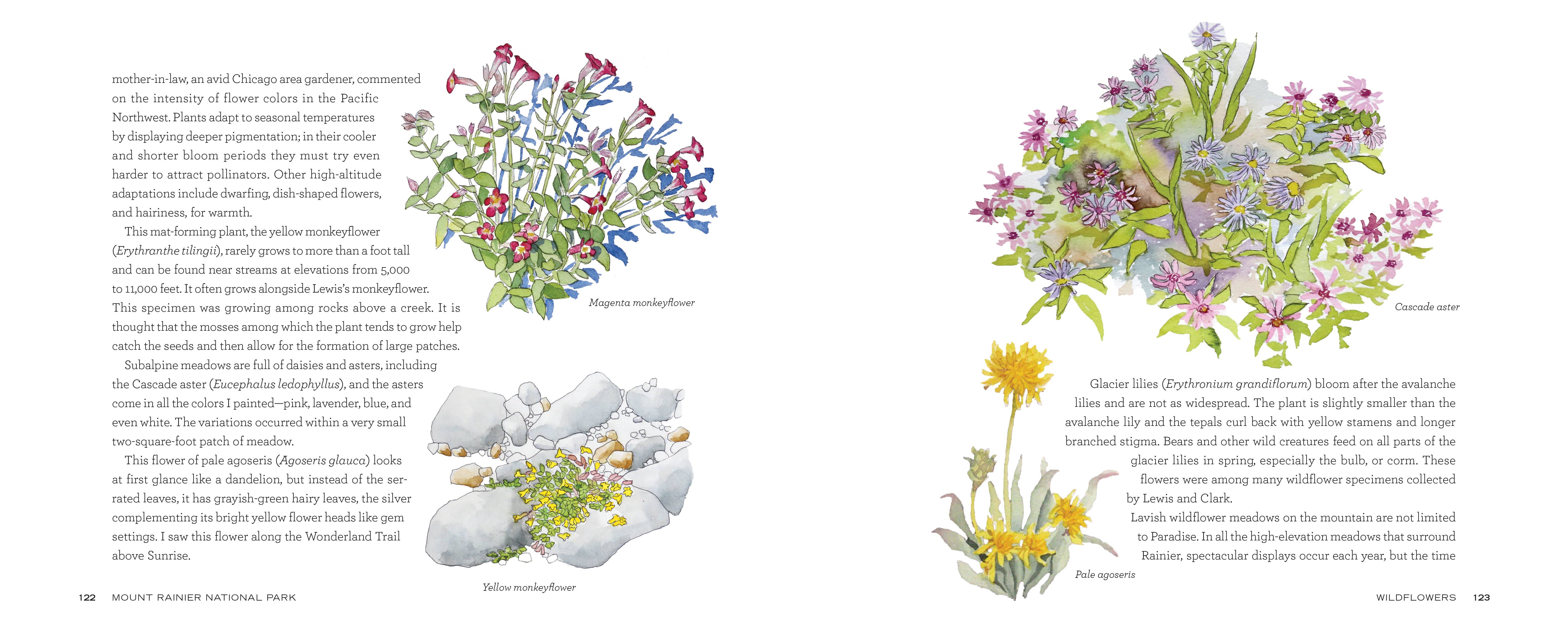 Mountaineers Books - Wholesale Nature & Outdoors - Mount Rainier National Park2