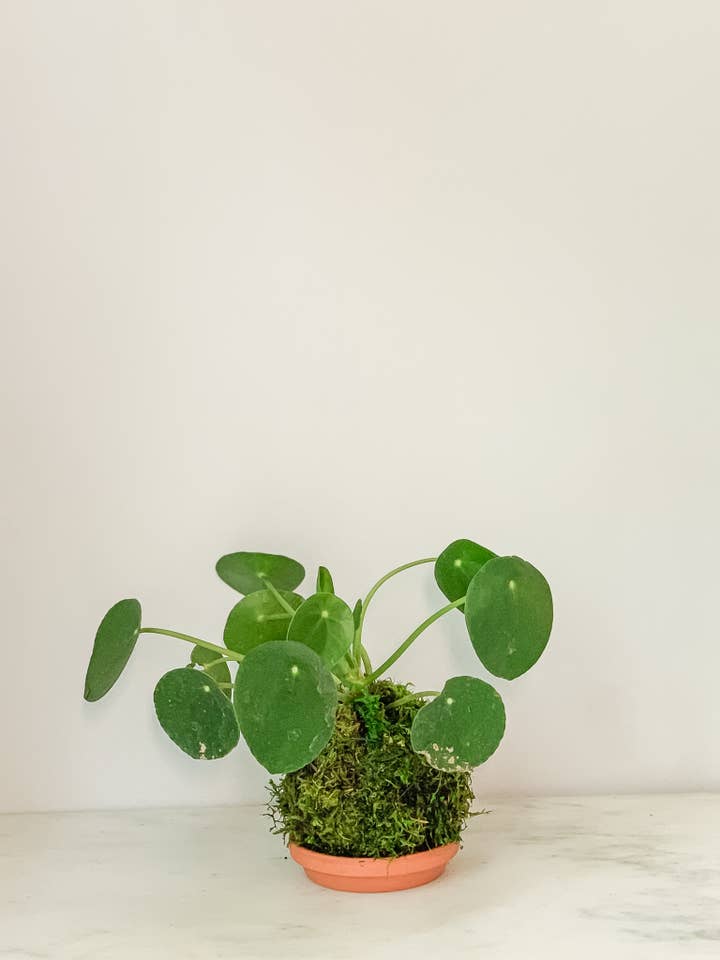 Pilea Money Kokedama for wholesale by White Stable Farms