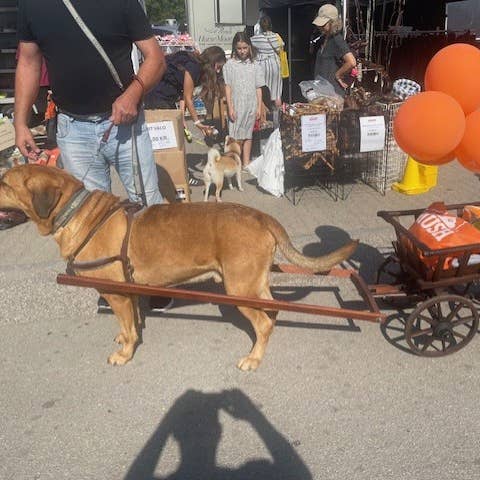 Harnais en cuir Kenjan Sort - Harnais de suivi et de traction pour chiens d'assistance pour la vente par Kenjan Læderværksted