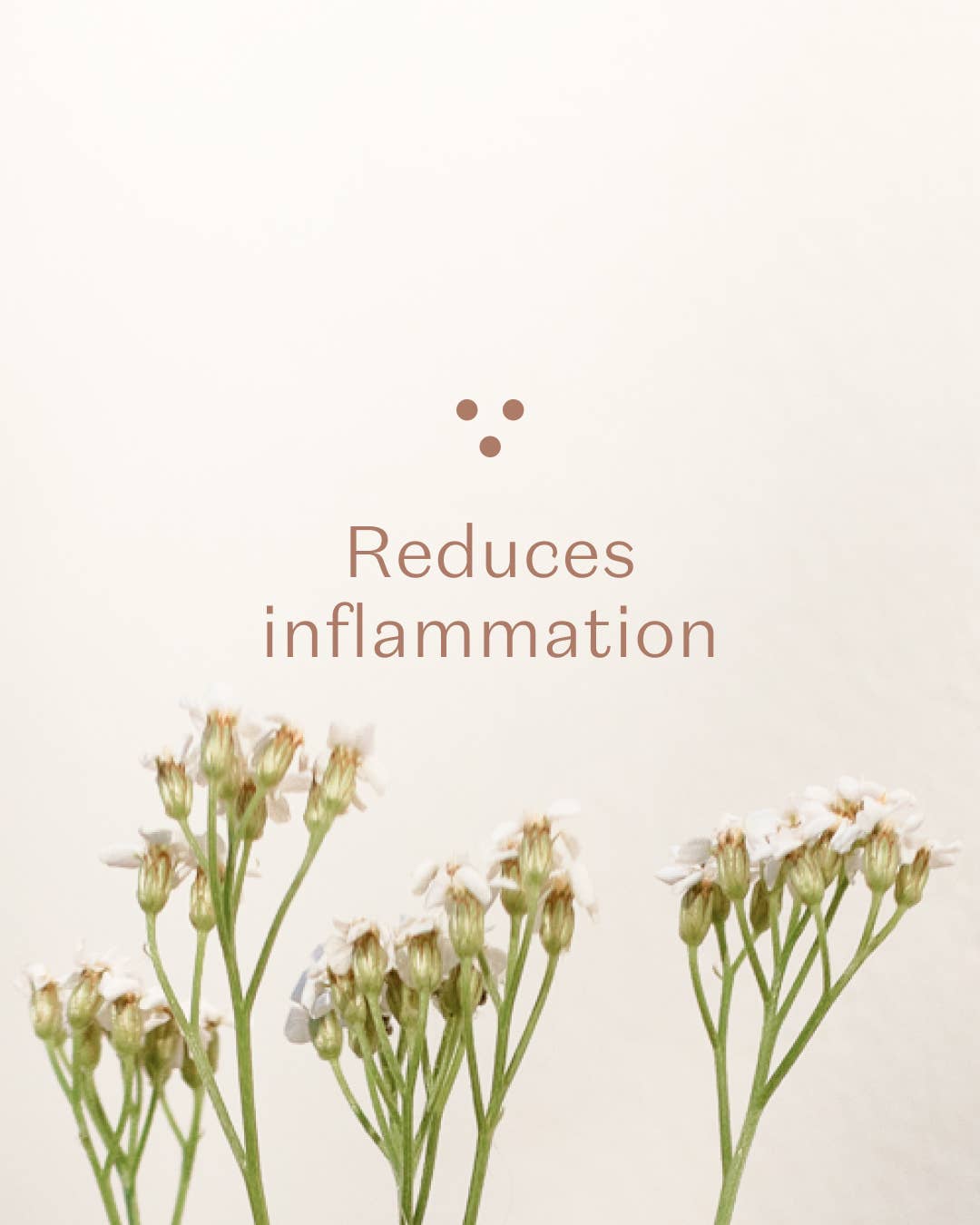 Plūkt – wholesale Loose tea – Yarrow Tea - loose tea, certified organic, herbal tea4