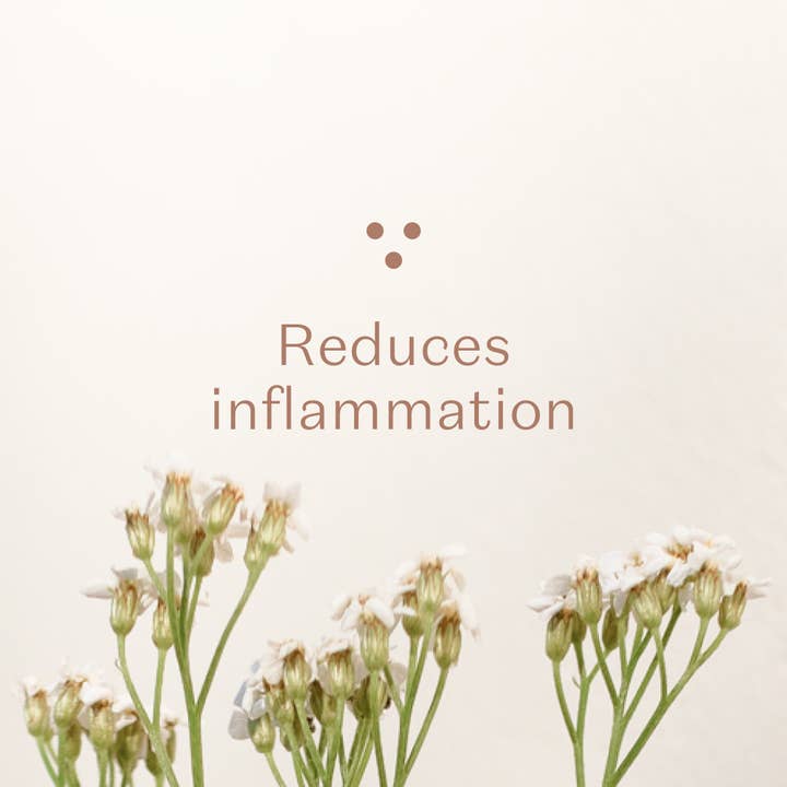 Plūkt – wholesale Loose tea – Yarrow Tea - loose tea, certified organic, herbal tea4