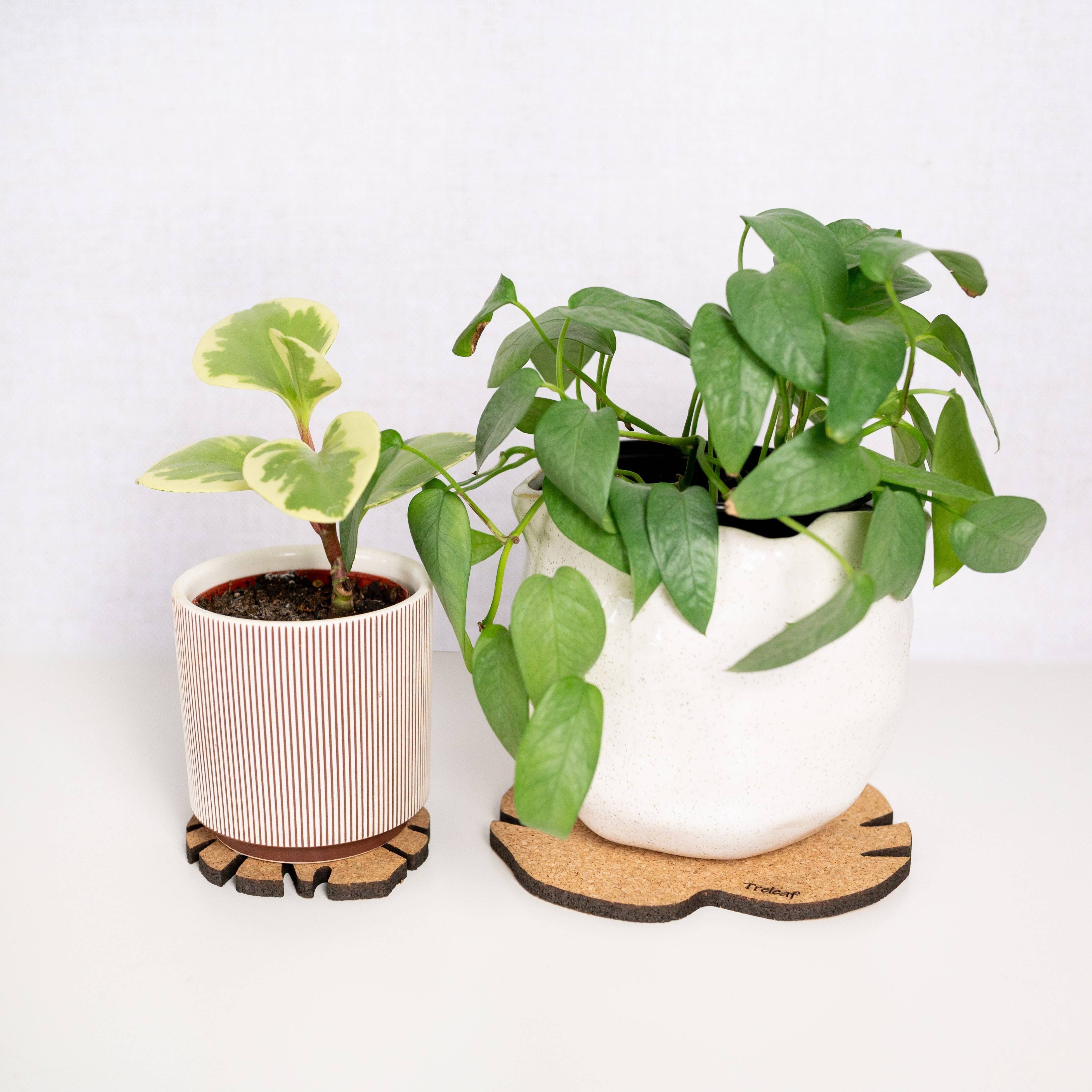 Treleaf - Wholesale Plant pot - Kostr™ - Monstera Leaf-shaped  cork plant pot coaster8