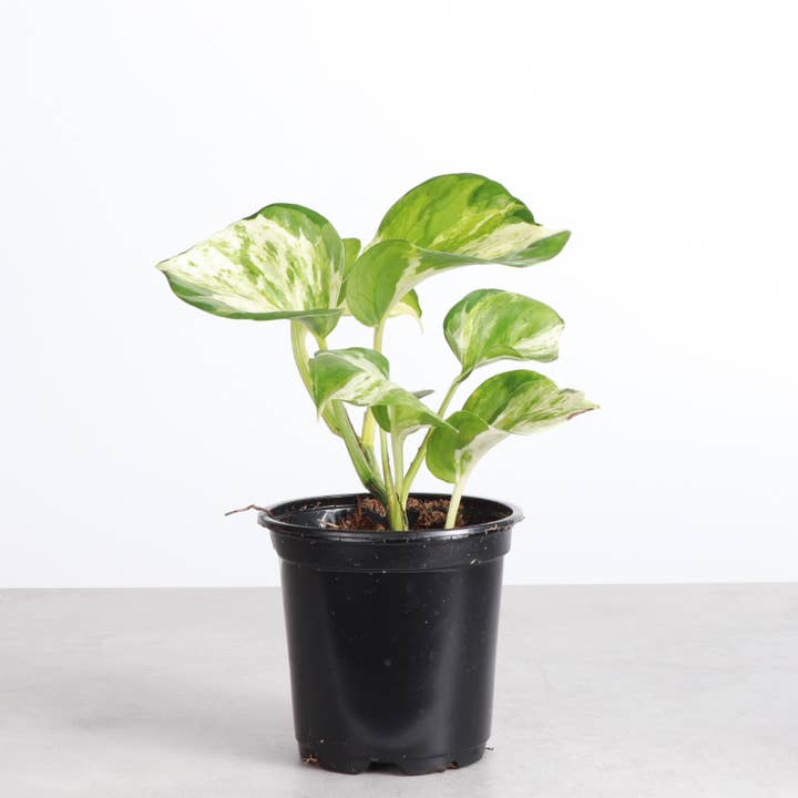 Thorsen's Greenhouse - Wholesale Live Plant - Manjula Pothos - 4" Live Plant6