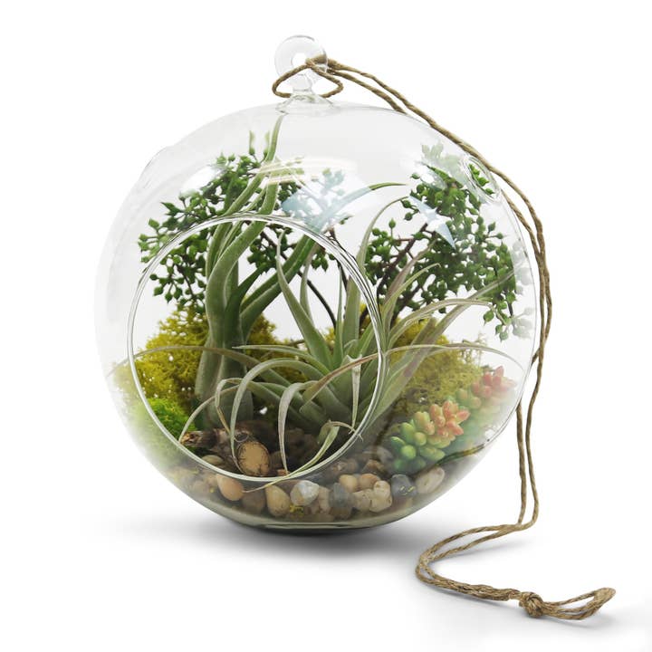 WGV International - Wholesale Terrarium - WGV Clear Hanging Glass Terrarium - 8" x 9"H