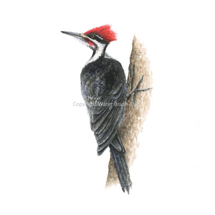 Tirage d'art Pileated Woodpecker pour la vente par Water Brush Arts