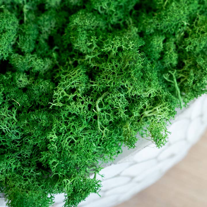 Fairmile Co. - Wholesale Dried/Pressed Flowers - Preserved Moss 4