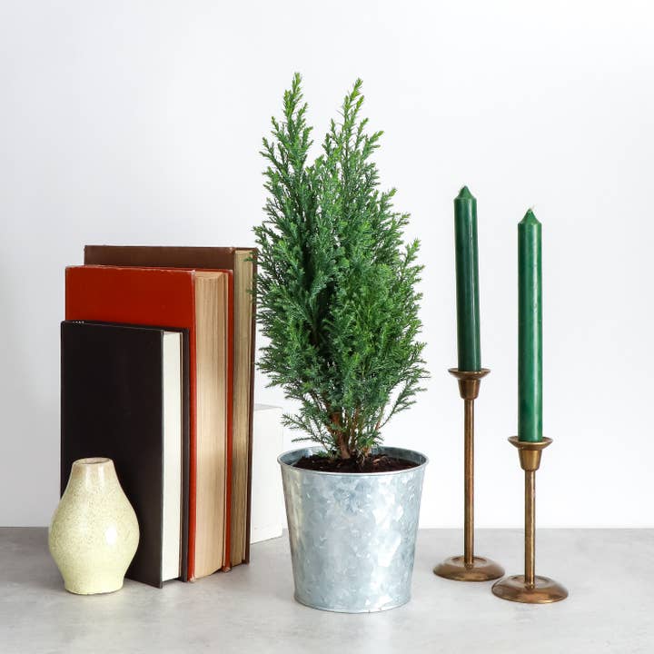 Thorsen's Greenhouse - Wholesale Live Plant - Cypress Tree - 4" Live Plant