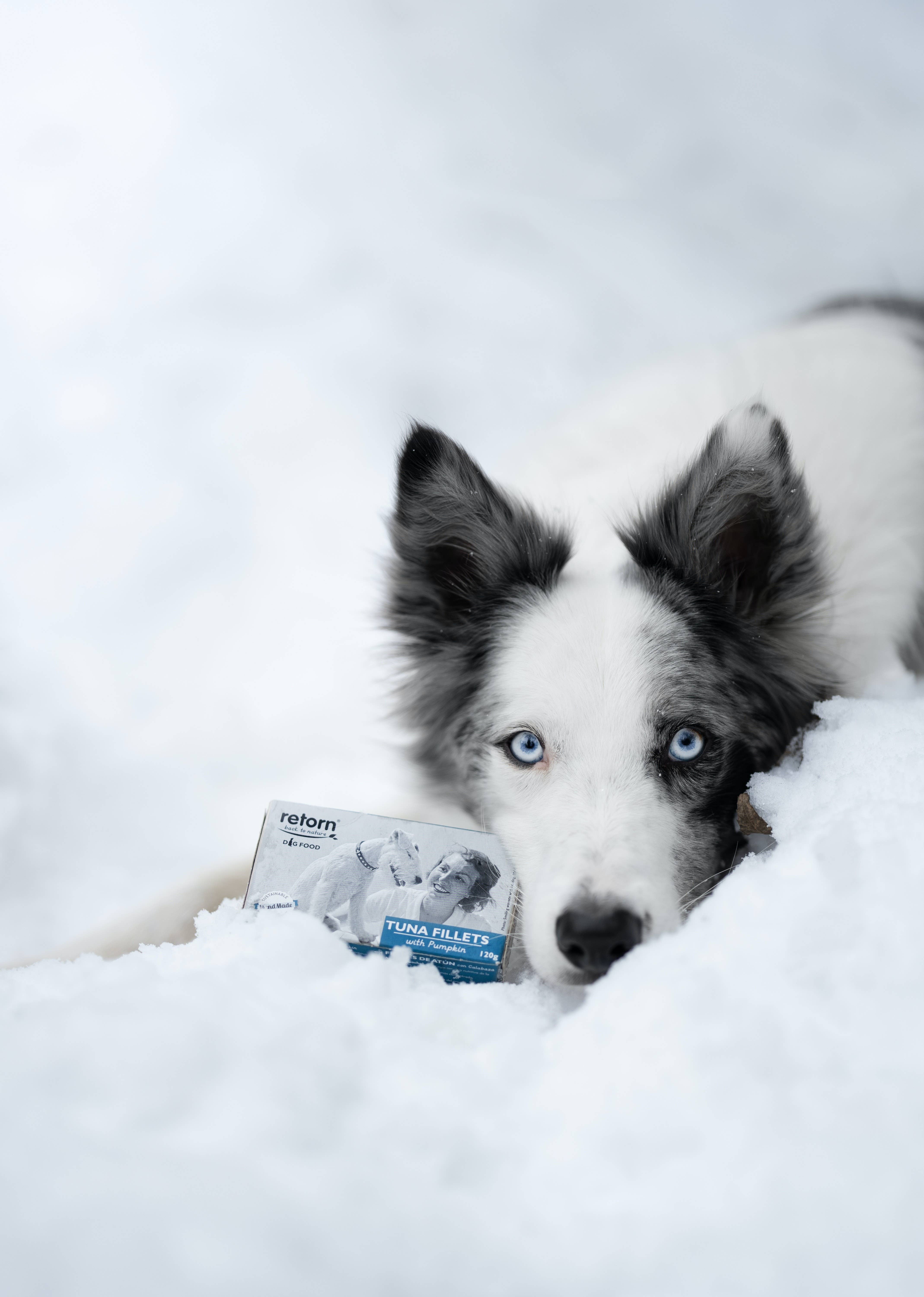 POCURULL SL (Retorn) - Vente Nourriture – chien - Steaks de thon aux pommes pour chiens déchirés2
