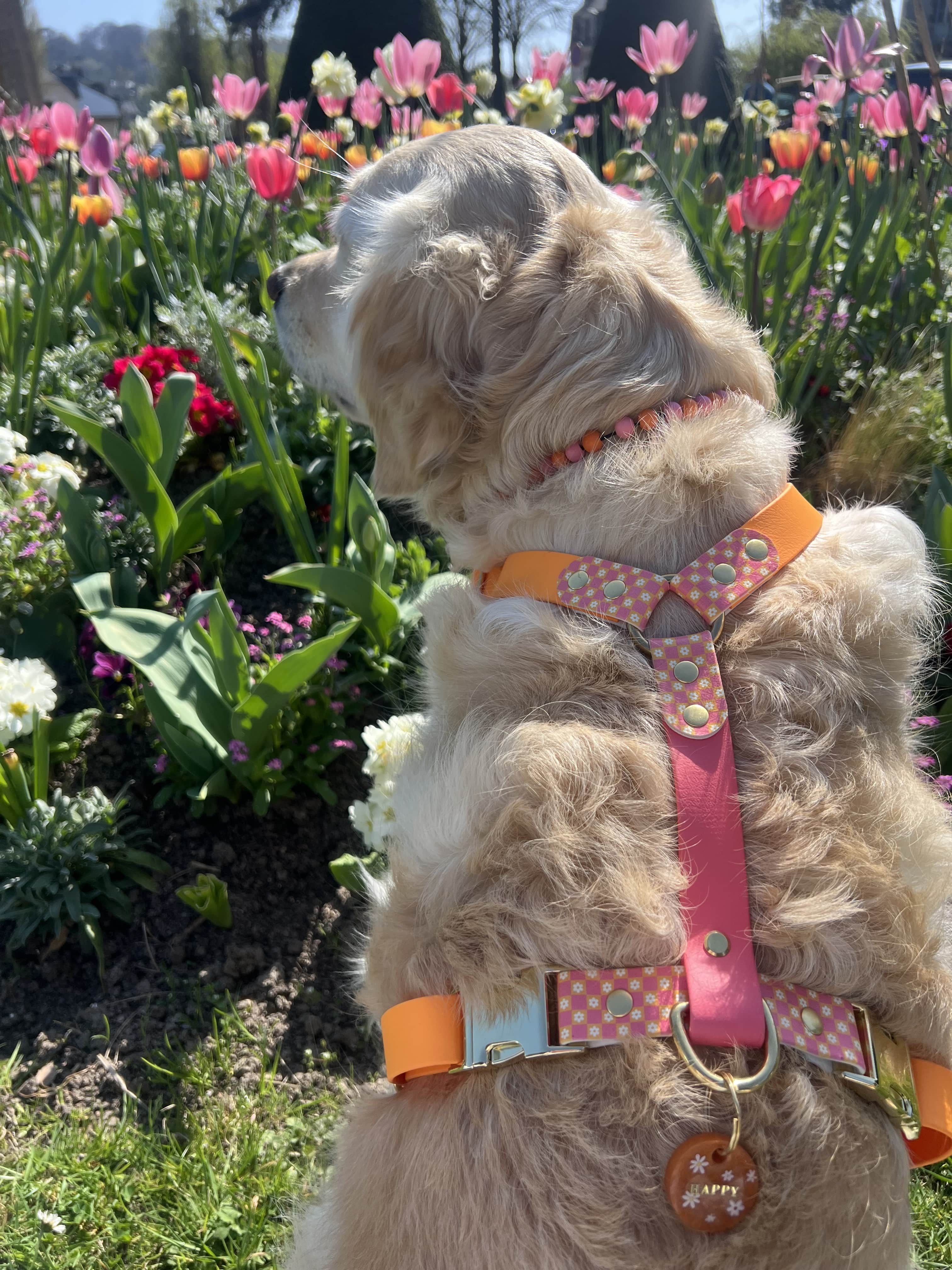 Splash By Happy - Wholesale Pet Collar - Dog - 🌼 Happy Flower 🌼13