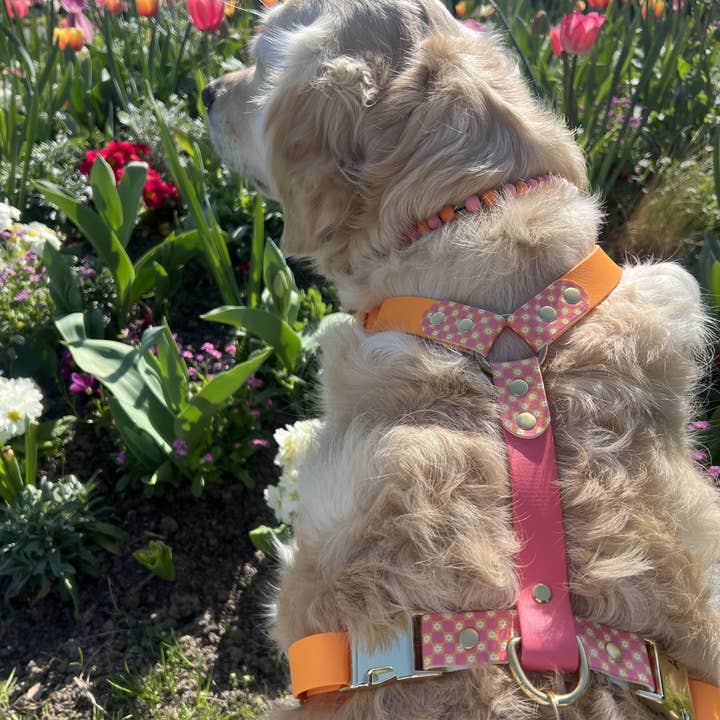 Splash By Happy - Wholesale Pet Collar - Dog - 🌼 Happy Flower 🌼13