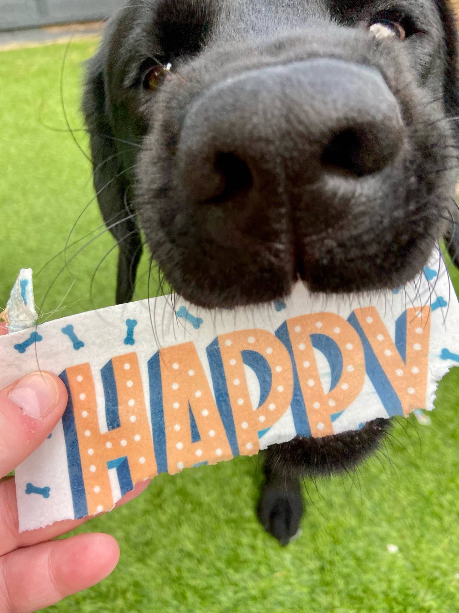 Scoff Paper - Vendita all'ingrosso Snack - Cani - Carte commestibili per cani + Penne con esposizione POS di Scoff Paper4