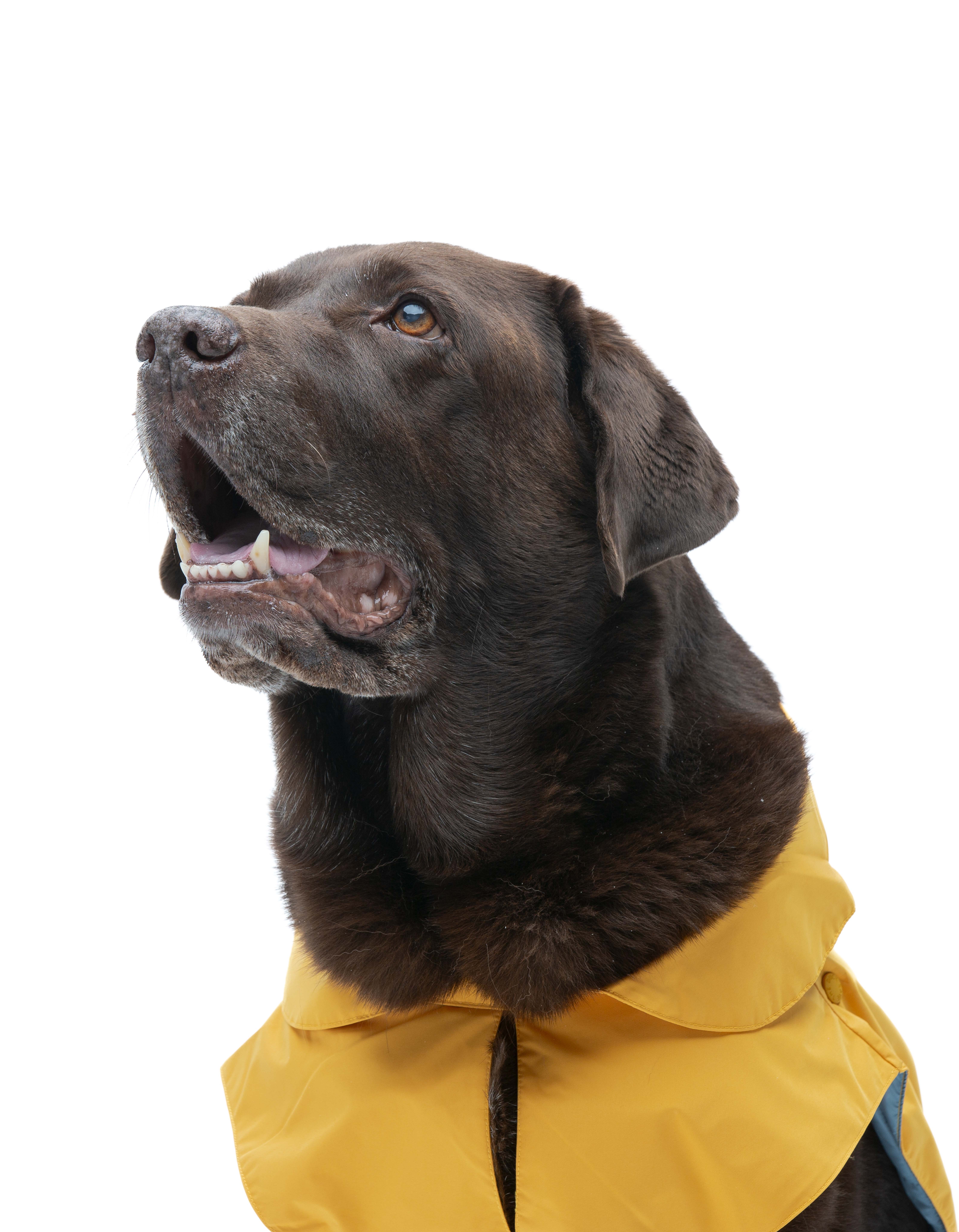 United Pets - Wholesale Pet Raincoat - Dog - Save the Duck x United Pets Yellow Dog Coat9
